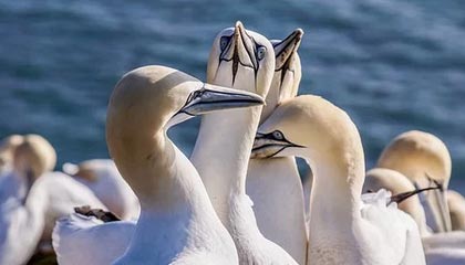 星空娱乐app-英媒：中超限薪令迫使巨星逃离 外援人均减薪80%