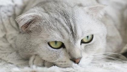 星空娱乐-武磊赛后评分笑傲全场 西媒：他推翻对手铜墙铁壁